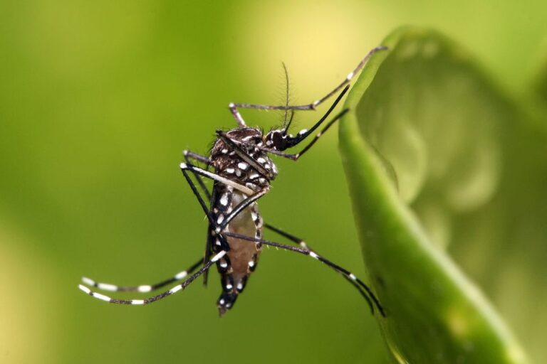 Mosquitoes in Kenya, Tanzania have now moved away from equator into highlands due to climate change, scientists say